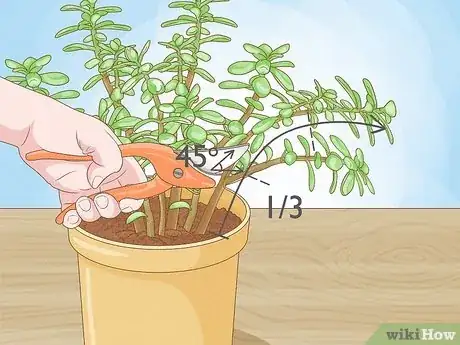 Imagen titulada Prune a Jade Plant Step 4