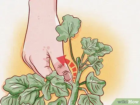 Imagen titulada Prune Geraniums Step 1