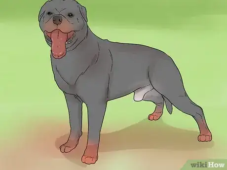 Imagen titulada Identify a Rottweiler Step 11