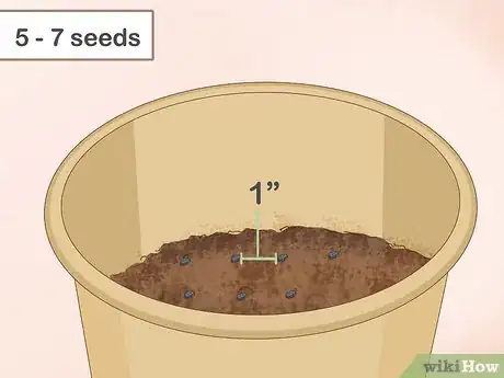 Imagen titulada Grow Basil Indoors Step 4