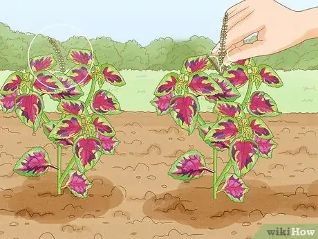 Imagen titulada Grow Coleus Step 19