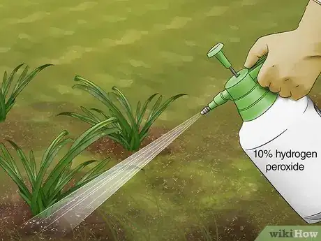 Imagen titulada Use Hydrogen Peroxide in the Garden Step 10