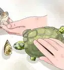 mantener a tu tortuga feliz