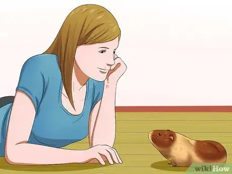 Imagen titulada Get Your Guinea Pig to Trust You Step 3