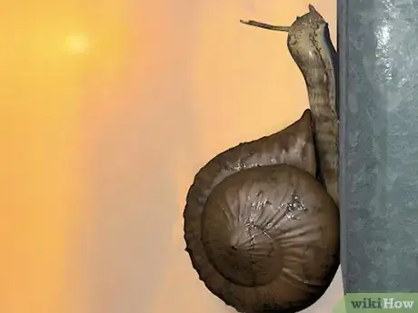 Imagen titulada Care for Snails Step 1Bullet2