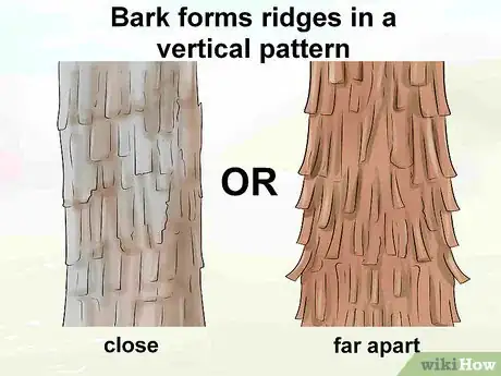 Imagen titulada Identify Hickory Trees Step 3