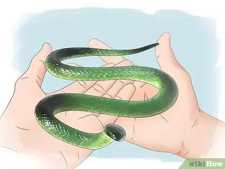 Imagen titulada Get over Your Fear of Snakes Step 8