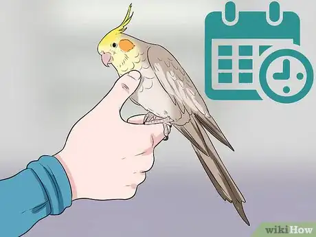 Imagen titulada Handle a Cockatiel Step 11