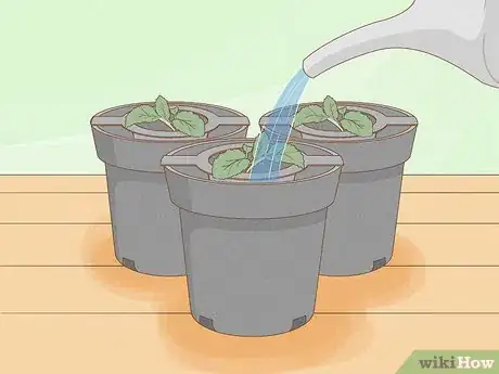 Imagen titulada Grow Plants Using Hydroponics Step 10