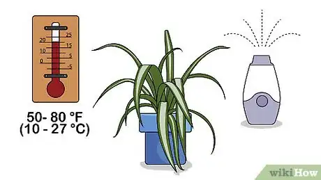 Imagen titulada Care for a Spider Plant Step 3