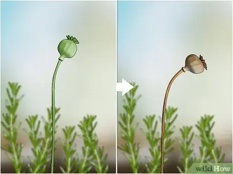 Imagen titulada Grow Rosemary from Seed Step 1