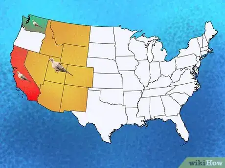 Imagen titulada Identify a Mourning Dove Step 9