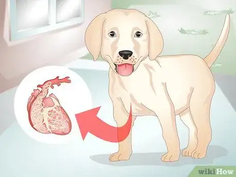 Imagen titulada Know Your Puppy Has Worms Step 5