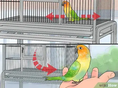 Imagen titulada Interact with Your Conure Step 6