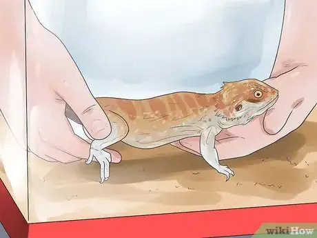 Imagen titulada Breed Bearded Dragons Step 11