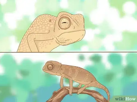 Imagen titulada Buy a Chameleon Step 5