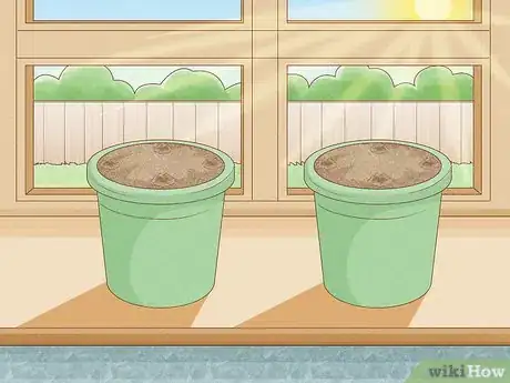 Imagen titulada Grow Pear Trees from Seed Step 11