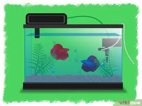 Imagen titulada Breed Betta Fish Step 4