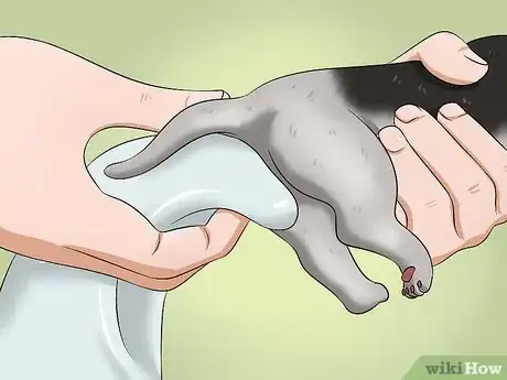 Imagen titulada Make a Kitten Poop Step 6