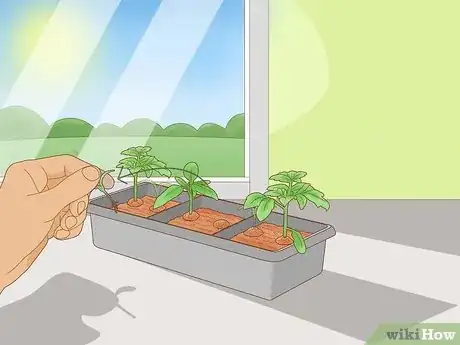 Imagen titulada Grow Tomatoes Upside Down Step 6