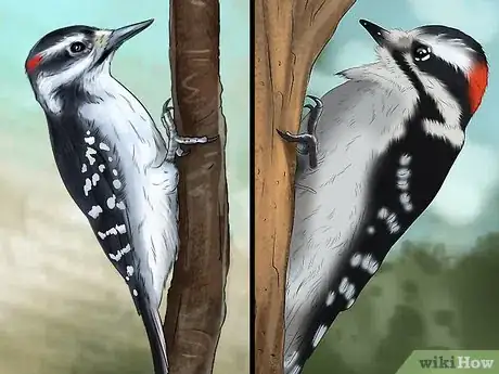 Imagen titulada Tell the Difference Between Downy and Hairy Woodpeckers Step 5