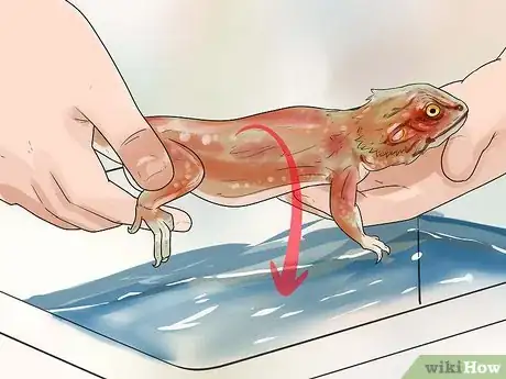 Imagen titulada Give a Bearded Dragon a Bath Step 5