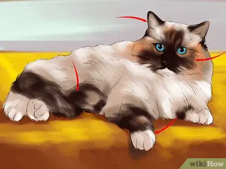 Imagen titulada Identify a Ragdoll Cat Step 2