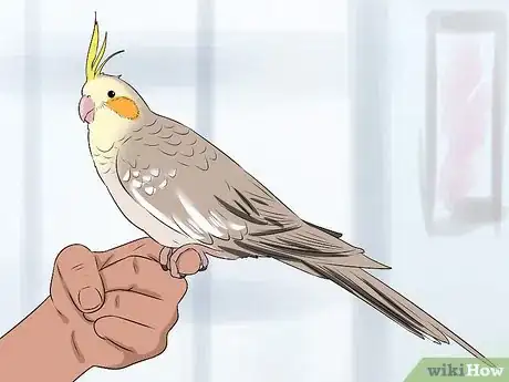 Imagen titulada Handle a Cockatiel Step 12