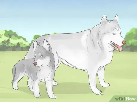 Imagen titulada Train and Care for Your New Siberian Husky Puppy Step 13