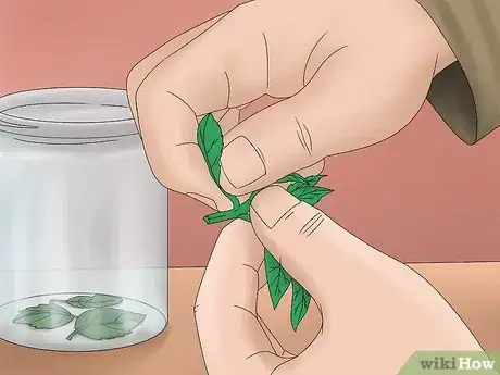 Imagen titulada Grow Lemon Balm Step 12