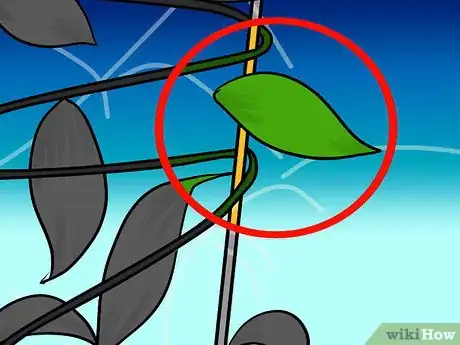 Imagen titulada Make a Vanilla Orchid Plant Bloom Step 2