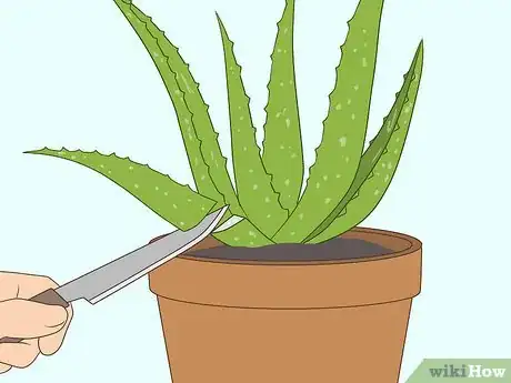 Imagen titulada Use Aloe Vera Gel on Your Face Step 14