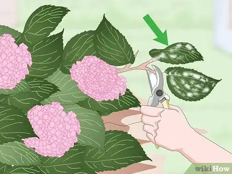 Imagen titulada Keep Hydrangeas Alive Step 14