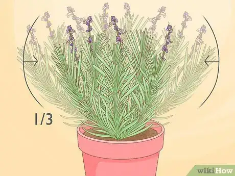 Imagen titulada Divide a Lavender Plant Step 2