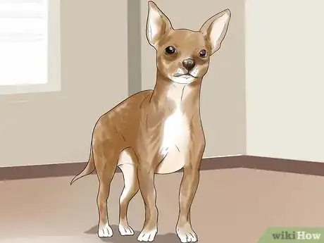 Imagen titulada Breed Chihuahuas Step 3