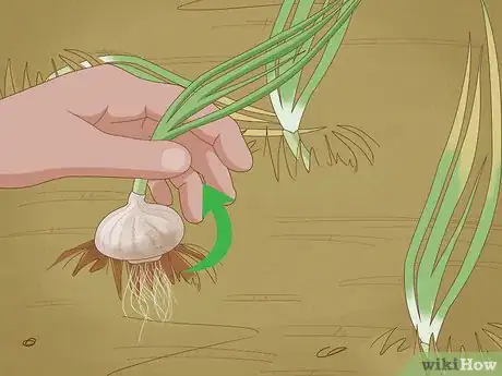 Imagen titulada Plant Garlic in the Fall Step 13