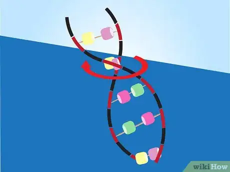 Imagen titulada Make a Model of DNA Using Common Materials Step 8