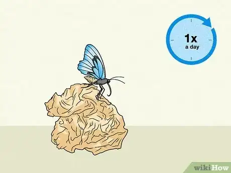 Imagen titulada Make a Butterfly Feeder Step 5