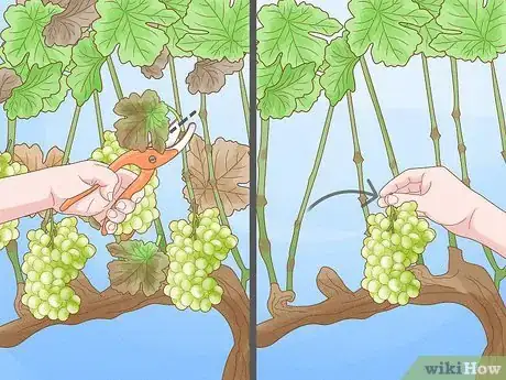 Imagen titulada Prune Grape Vines Step 26