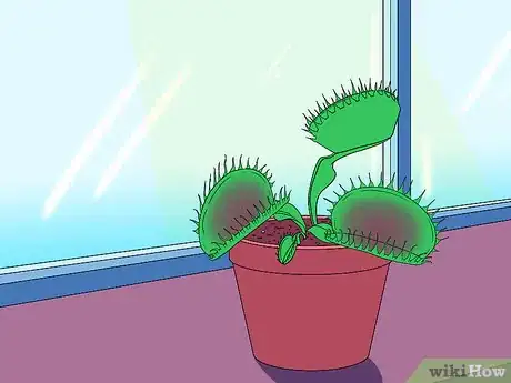 Imagen titulada Care for Venus Fly Traps Step 20