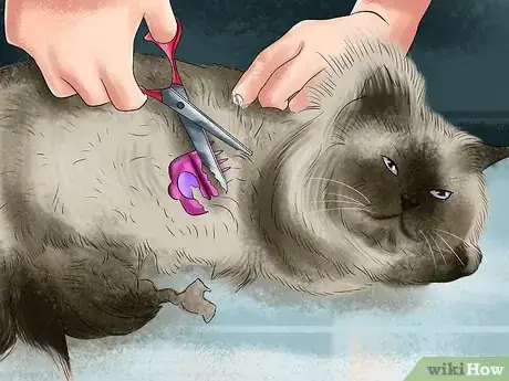 Imagen titulada Remove Paint from a Cat's Fur Step 9