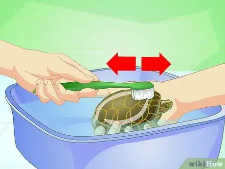 Imagen titulada Bathe a Turtle Step 5