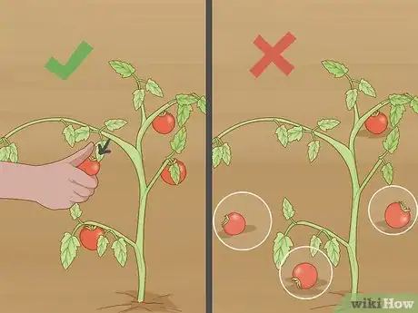 Imagen titulada Keep Rats Out of a Vegetable Garden Step 5