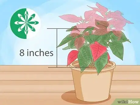 Imagen titulada Grow Poinsettia Step 2