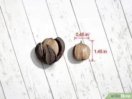 Imagen titulada Identify Hickory Nuts Step 13