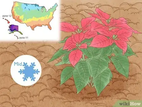 Imagen titulada Grow Poinsettia Step 1