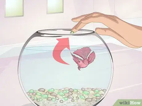 Imagen titulada Teach Your Betta to Jump Step 7