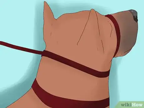 Imagen titulada Use a Halter Collar on a Dog Step 3