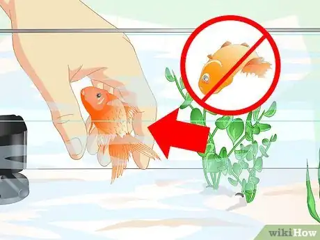 Imagen titulada Revive a Goldfish Step 1