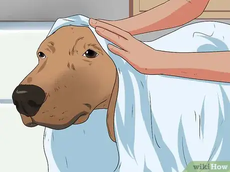 Imagen titulada Bathe a Pregnant Dog Step 11